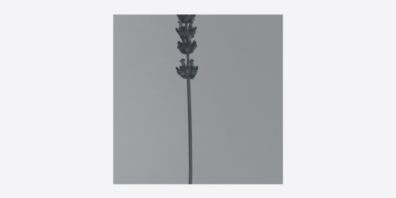 Saine – 5 Scandinavian acts to follow img
